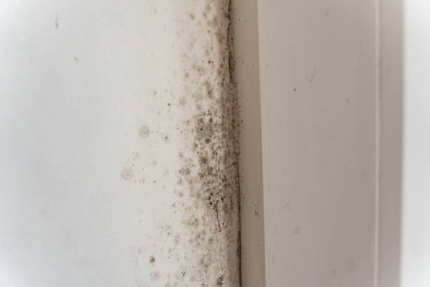 Best Post-Remediation Verification Testing  in Port St John, FL